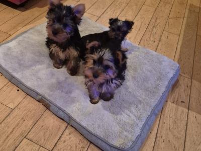 Yorkshire Terrier puppies in Roscommon
