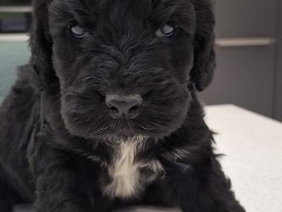 Mini Black Cockapoos