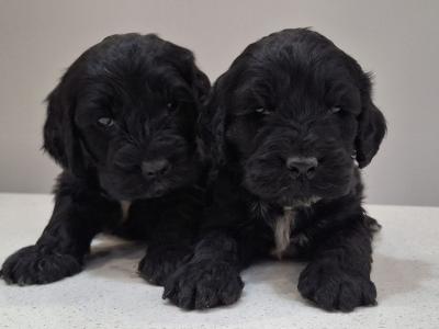 Mini Black Cockapoos