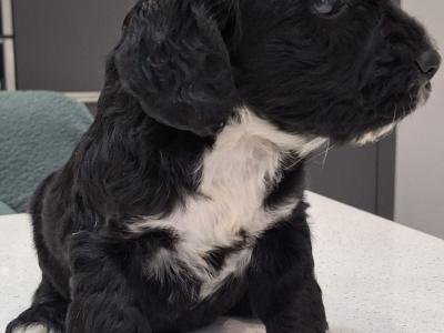 Mini Black Cockapoos