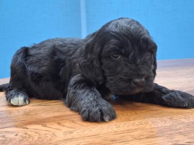 Mini Black Cockapoos