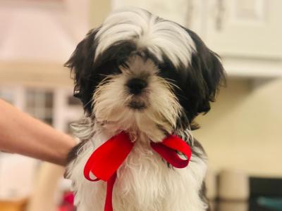 Beautiful Black and White male Shih Tzu puppy in Kerry