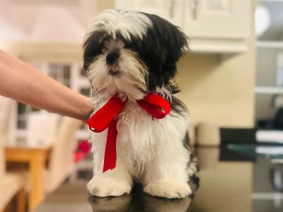Beautiful Black and White male Shih Tzu puppy in Kerry