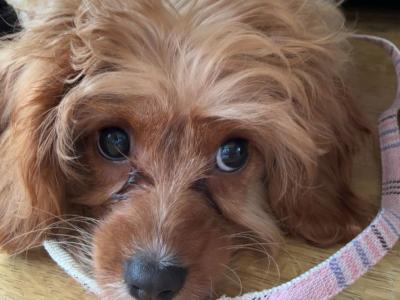 Vet checked - beautiful female Cavapoo puppy 0832023340