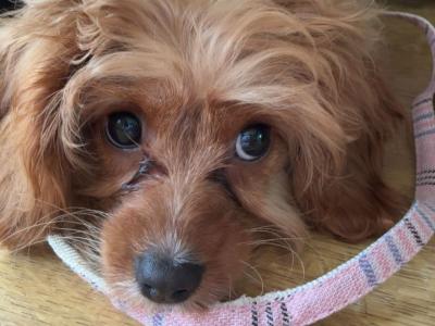 Vet checked - beautiful female Cavapoo puppy in Tipperary 0832023340