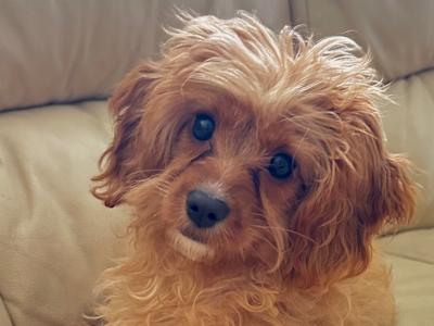 Vet checked - beautiful female Cavapoo puppy in Tipperary 0832023340