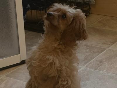 Vet checked - beautiful female Cavapoo puppy in Tipperary 0832023340