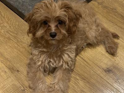 Vet checked - beautiful female Cavapoo puppy in Tipperary 0832023340