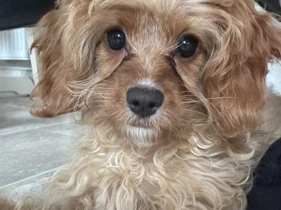 Vet checked - beautiful female Cavapoo puppy in Tipperary 0832023340