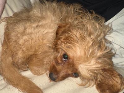 Vet checked - beautiful female Cavapoo puppy in Tipperary 0832023340