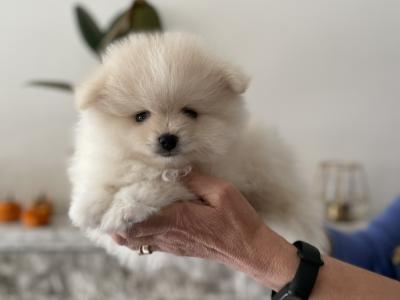 2 male Pomeranian puppies in Meath