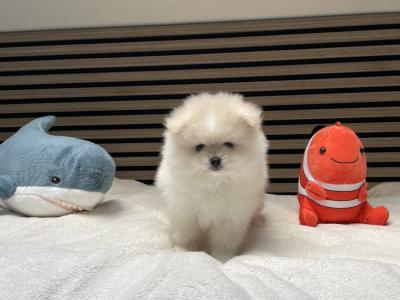 2 male Pomeranian puppies in Meath