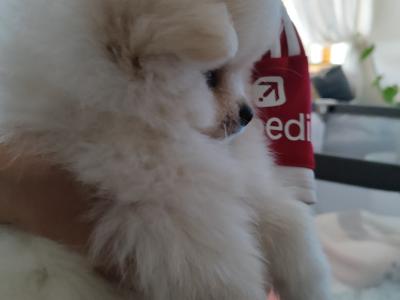 2 male Pomeranian puppies in Meath