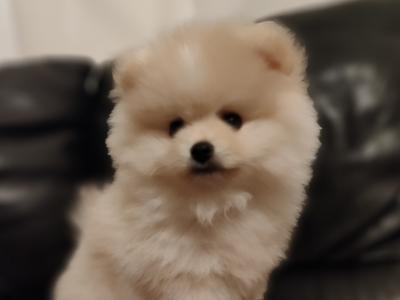 2 male Pomeranian puppies in Meath