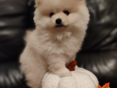 2 male Pomeranian puppies
