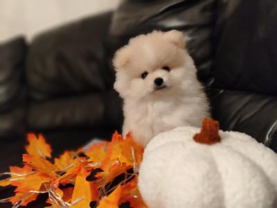 2 male Pomeranian puppies in Meath