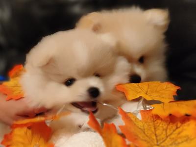 2 male Pomeranian puppies in Meath