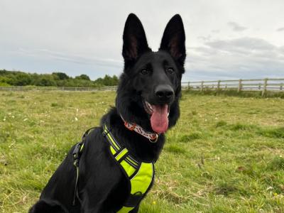 Harley is a I year old female black German Shepherd puppy in Dublin