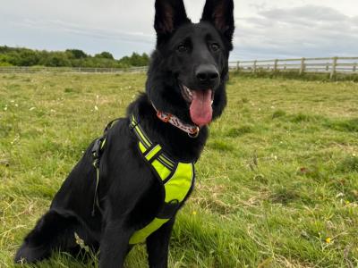 I Yr Old Black Female German Shepherd