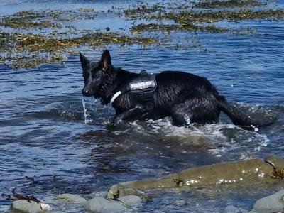 Harley is a I year old female black German Shepherd puppy in Dublin