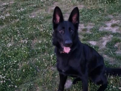 Harley is a I year old female black German Shepherd puppy in Dublin