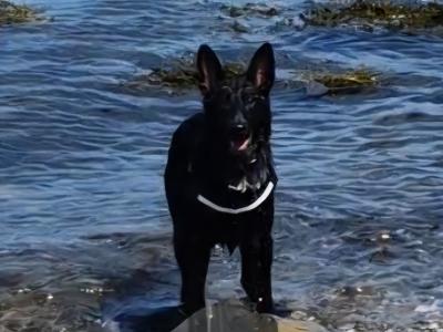 Harley is a I year old female black German Shepherd puppy in Dublin
