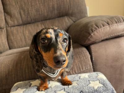 Miniature Dachshund puppy IKC registered in Limerick