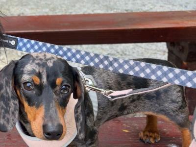 Miniature Dachshund puppy IKC registered in Limerick