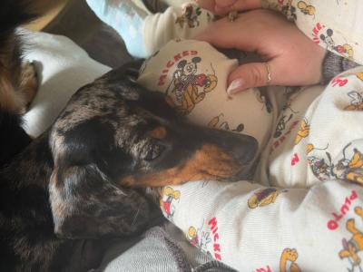 Miniature Dachshund puppy IKC registered in Limerick