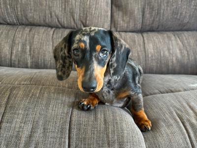 Miniature Dachshund puppy IKC registered in Limerick
