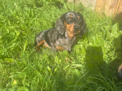 Miniature Dachshund puppy IKC registered in Limerick