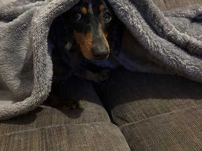 Miniature Dachshund puppy IKC registered in Limerick
