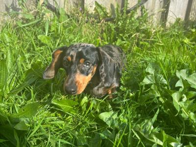 Miniature Dachshund puppy IKC registered in Limerick