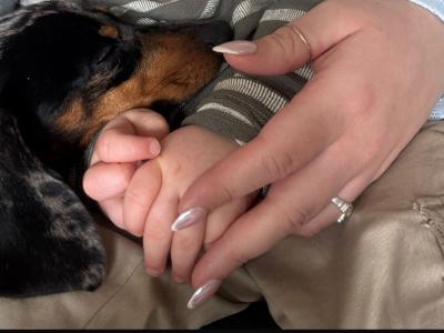 Miniature Dachshund puppy IKC registered in Limerick