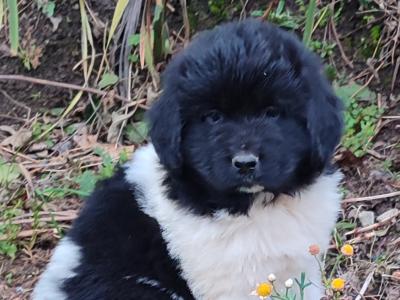 Beautiful IKC Registered Newfoundland puppies in Cavan – ready 18th October