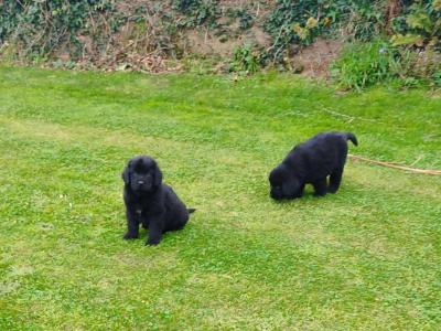 Beautiful IKC Registered Newfoundland puppies in Cavan – ready 18th October