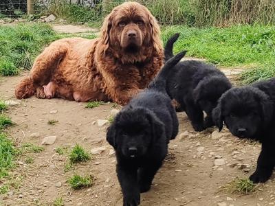 Beautiful IKC Registered Newfoundland puppies in Cavan – ready 18th October