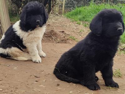 Beautiful IKC Registered Newfoundland puppies in Cavan – ready 18th October
