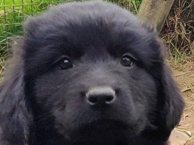 Beautiful IKC Registered Newfoundland puppies in Cavan – ready 18th October