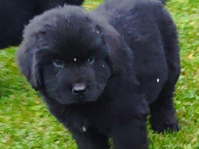 Beautiful IKC Registered Newfoundland puppies in Cavan – ready 18th October