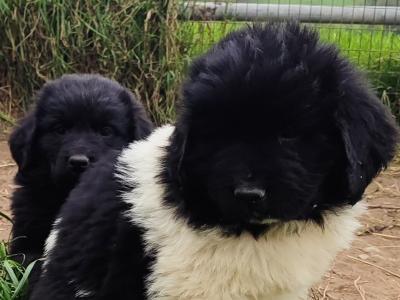 Beautiful IKC Registered Newfoundland puppies in Cavan – ready 18th October