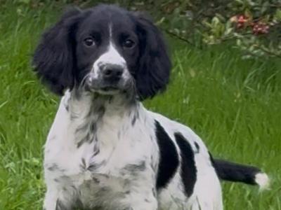 IKC Registered Springer Spaniel puppies in Leitrim