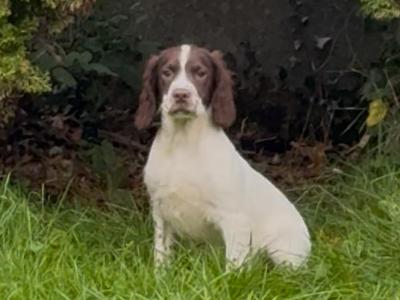 IKC Registered Springer Spaniel puppies in Leitrim
