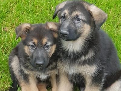 10 stunning IKC Registered German Shepherd puppies in Galway