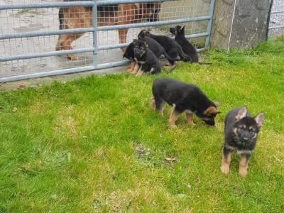 10 stunning IKC Registered German Shepherd puppies in Galway