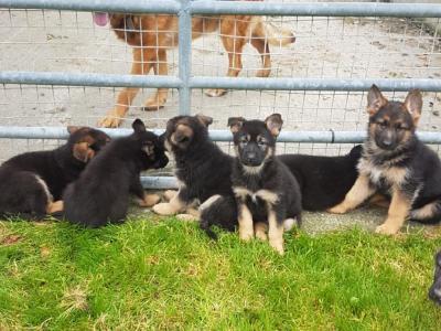 10 stunning IKC Registered German Shepherd puppies in Galway
