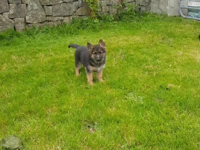 10 stunning IKC Registered German Shepherd puppies in Galway