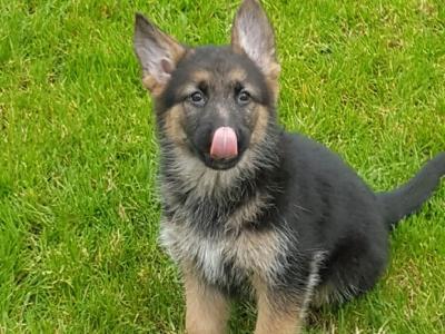 10 stunning IKC Registered German Shepherd puppies in Galway