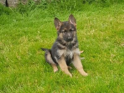 10 stunning IKC Registered German Shepherd puppies in Galway