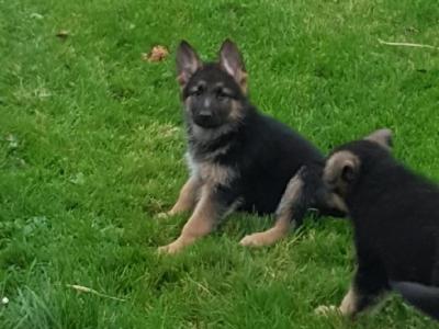 10 stunning IKC Registered German Shepherd puppies in Galway